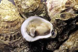Oyster Fricassee