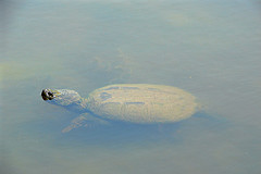 Turtle Creek Sole