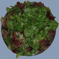 Petchay Salad