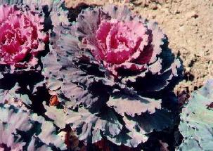  Westphalian Cabbage