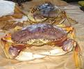 Fantastic Crab Dip
